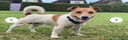 Jack Russell dogs for sale: Beautiful family reared Jack Russell puppies for in Crewe - Advert 5