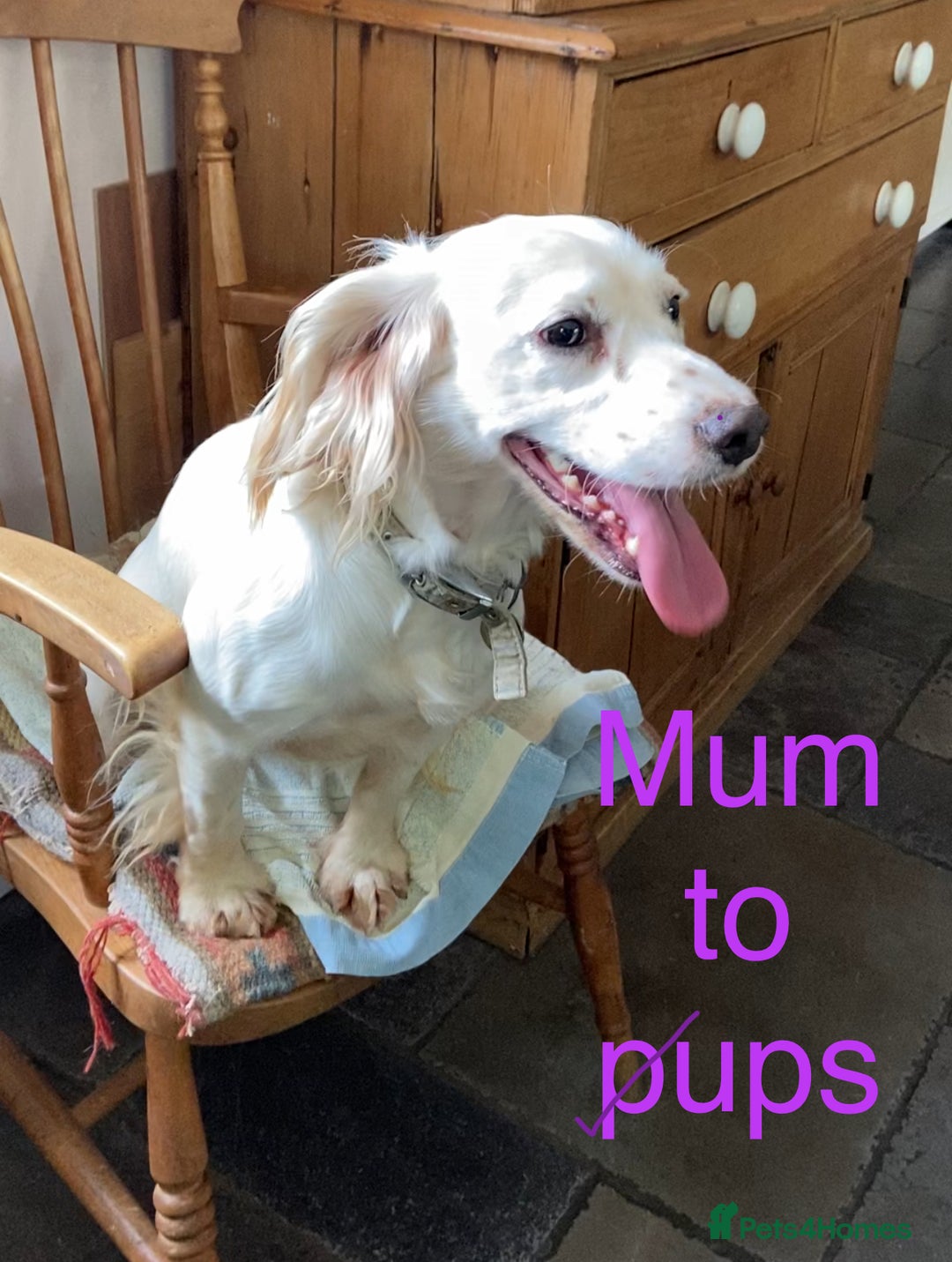 Cocker Spaniel dogs for sale: KC Cocker spaniel pups  - Image 17