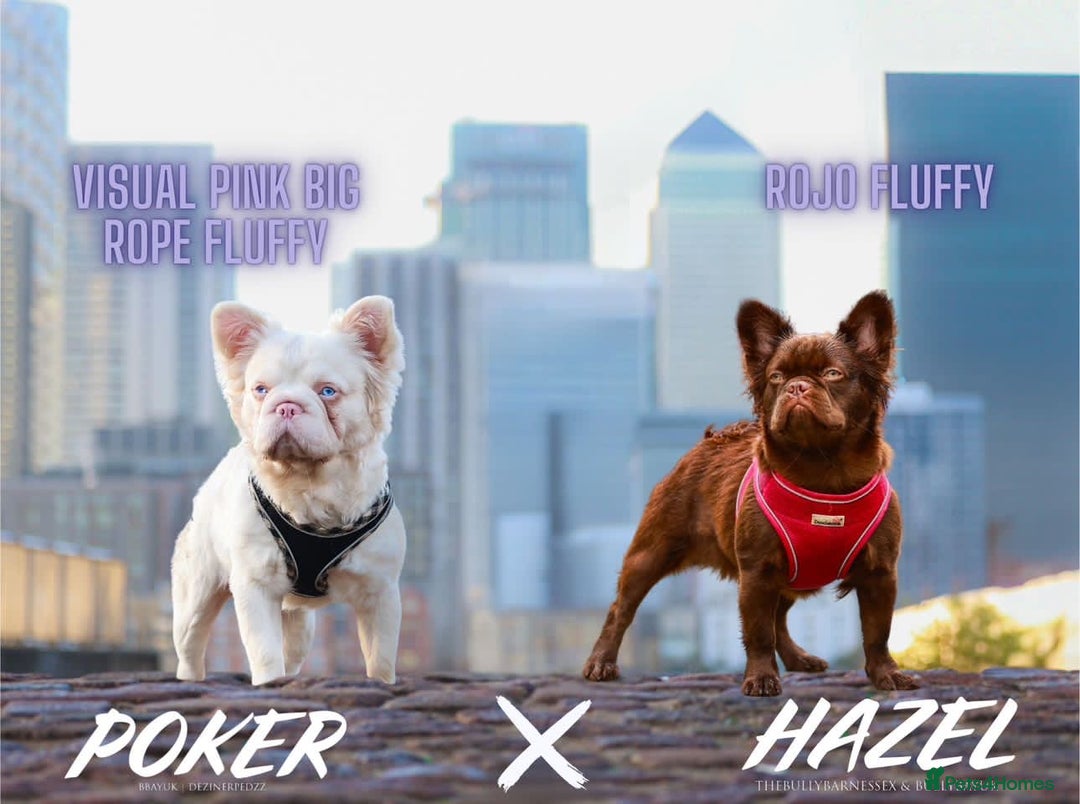 French Bulldog dogs for sale: Fluffy Big rope French bulldog  - Image 7