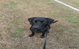 Labrador Retriever dogs for sale: Gorgeous male pedigree black labrador - Image 3