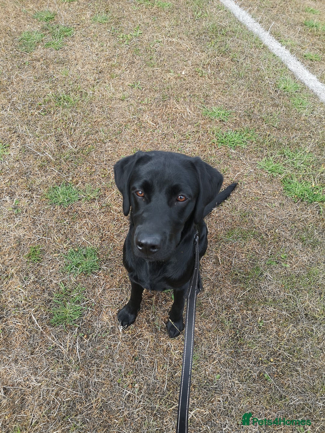 Labrador Retriever dogs for sale: Gorgeous male pedigree black labrador - Image 3