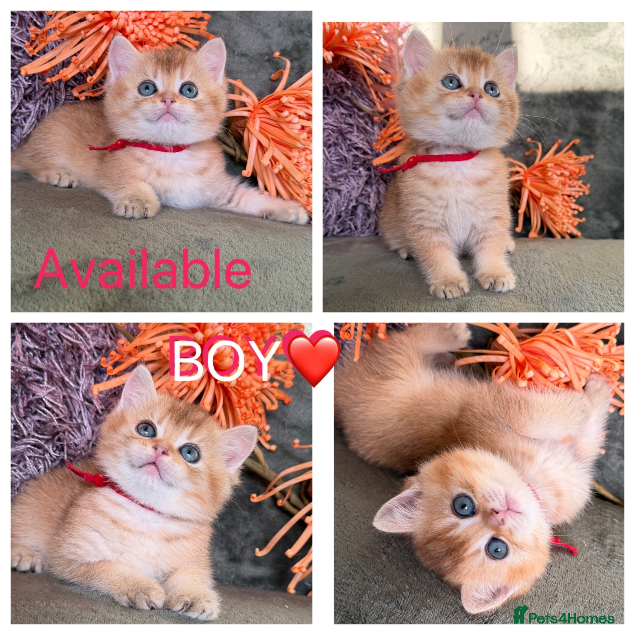 British Shorthair cats British shorthair adorable Blu golden GCCF kitens - Advert 12