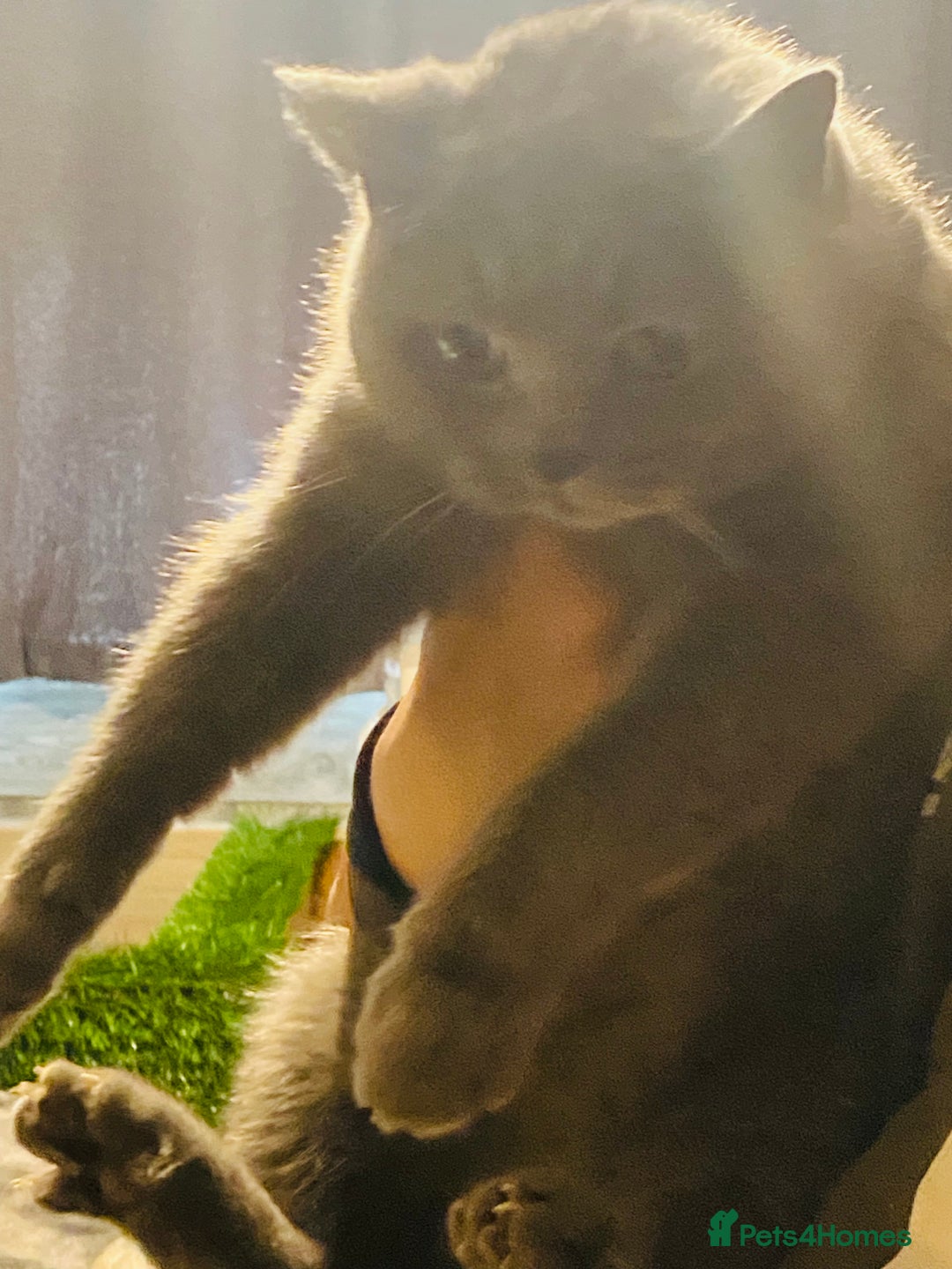 British Shorthair cats for sale: British Shorthair Pedigree Kittens  - Advert 4