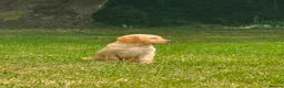 Golden Retriever dogs for sale: PUREBRED GOLDEN RETRIEVER PUPPIES – KC REGISTERED in Stamford - Advert 15