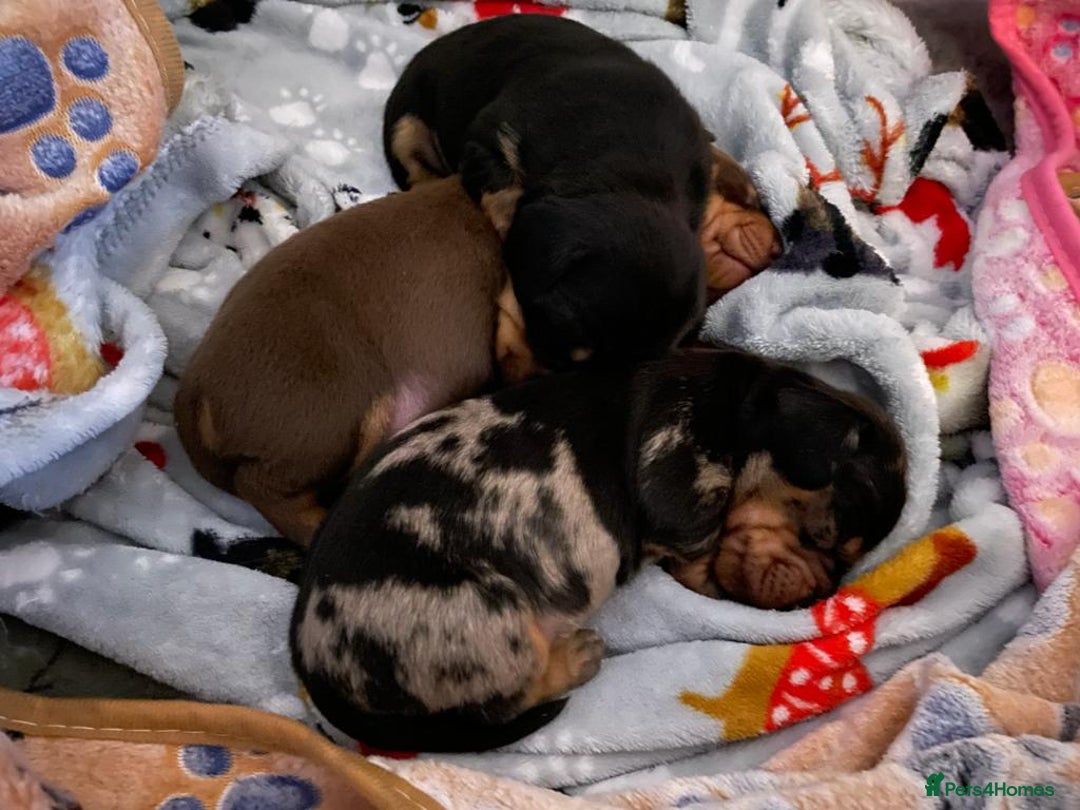 Miniature Dachshund dogs for stud: PROVEN-KC STUD minature smooth haired dachshund in Catterick Garrison - Image 9