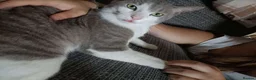 Mixed Breed cats for sale: Domestic short hair mixed with ragdoll male cat - Advert 3
