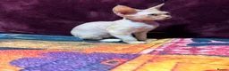 Devon Rex cats for sale: Stunning, cheeky GCCF reg Devon Male - Advert 8