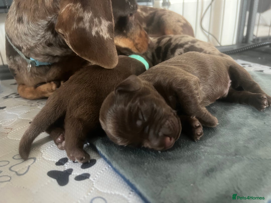 Mixed Breed dogs for sale: LAST GIRL 🩷 daxipoo - Advert 2