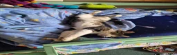 Mixed Breed cats for sale: 2 year old male tabby - Advert 3