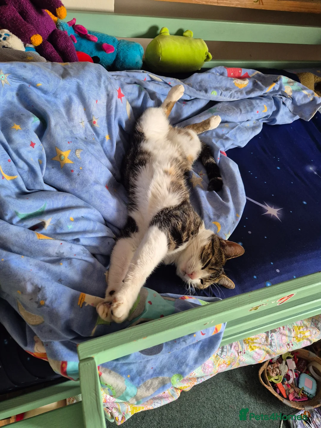 Mixed Breed cats for sale: 2 year old male tabby - Advert 3