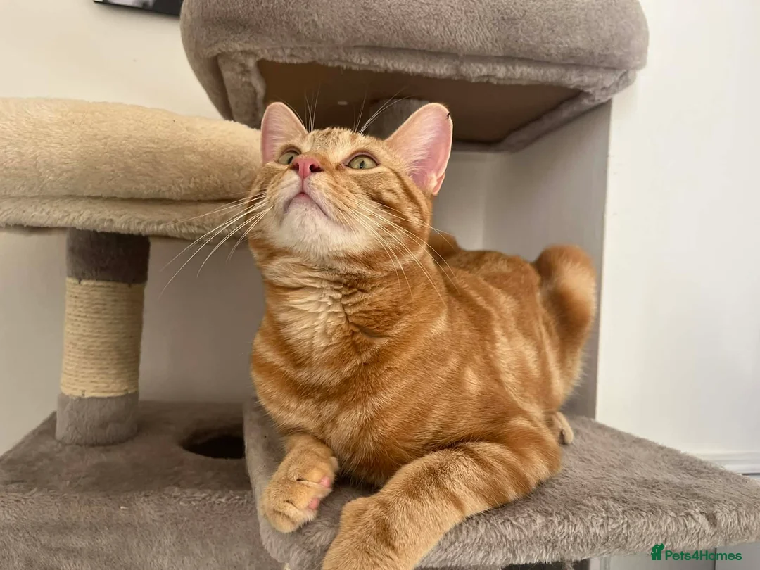 Mixed Breed cats for sale: Ginger cat in Gravesend - Advert 1