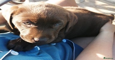 Labrador Retriever dogs - Advert 13