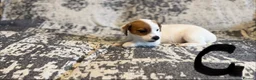 Jack Russell dogs for sale: Jack Russel puppies in Manchester - Advert 10