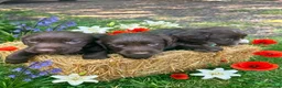 Cocker Spaniel dogs for sale: Beautiful cocker spaniel boys  - Advert 3