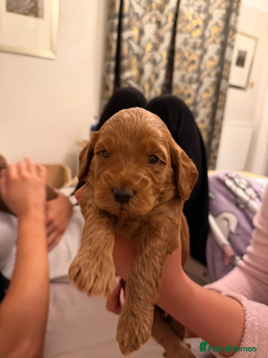 Cockapoo dogs for sale: cockapoo F1B 4 boys for sale - Advert 2