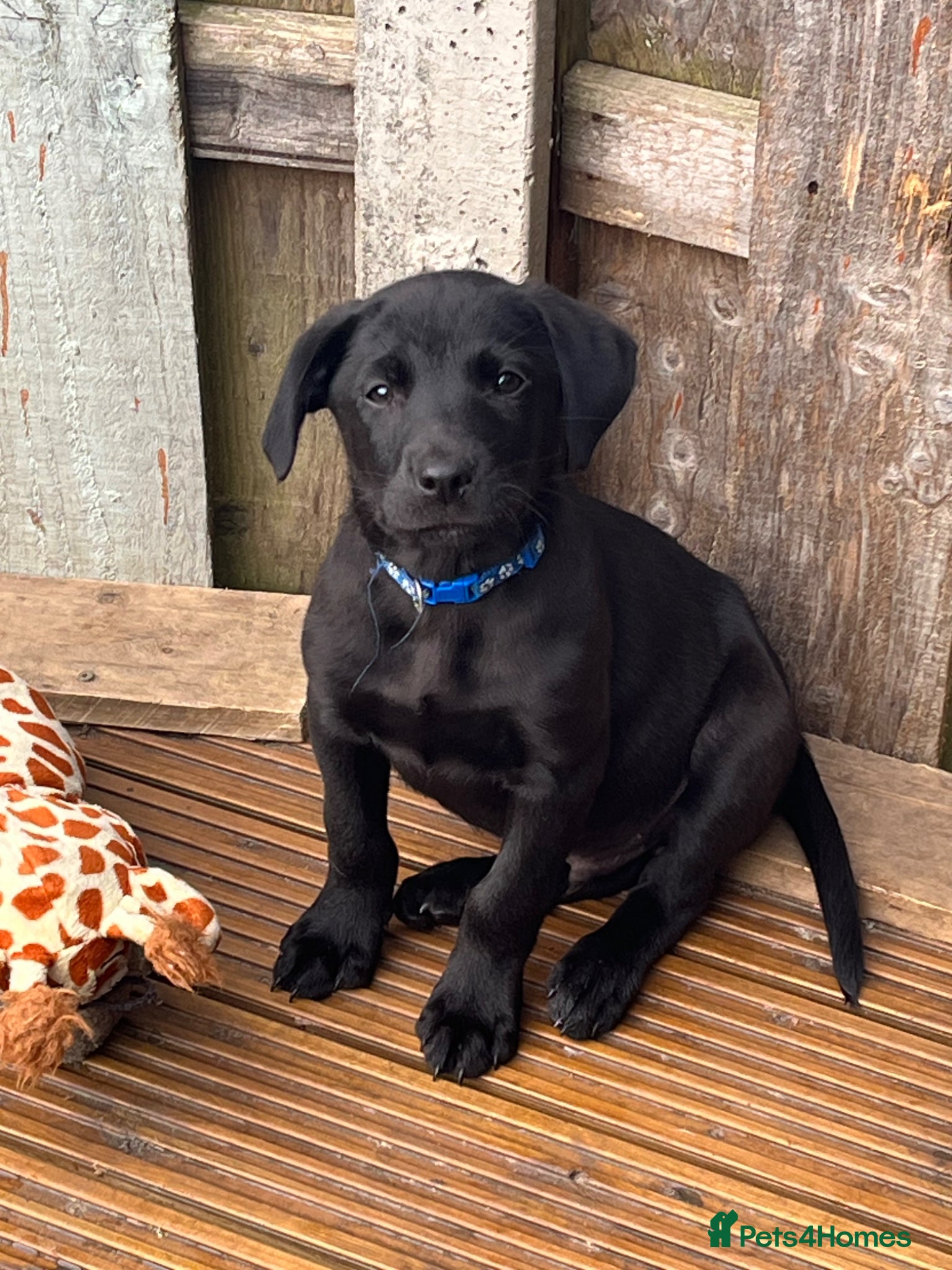 Borador dogs Borador puppies  - Advert 2