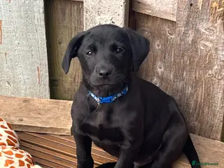 Borador dogs Borador puppies - Advert 2