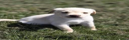 Labrador Retriever dogs for sale: Gorgeous mixed litter of golden Labrador puppies  - Advert 9