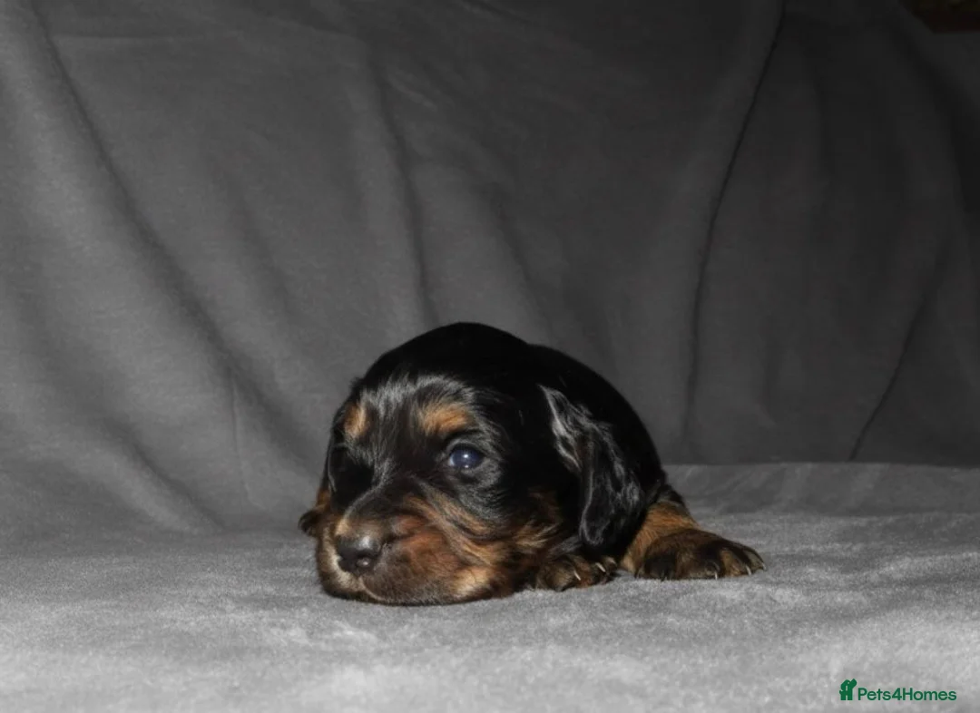 Cocker Spaniel dogs for sale: TRI - KC LINE🐶🐾 show cockers  - Advert 3