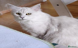 Maine Coon cats for sale: Beautiful NEUTERED girl XXL - Image 2