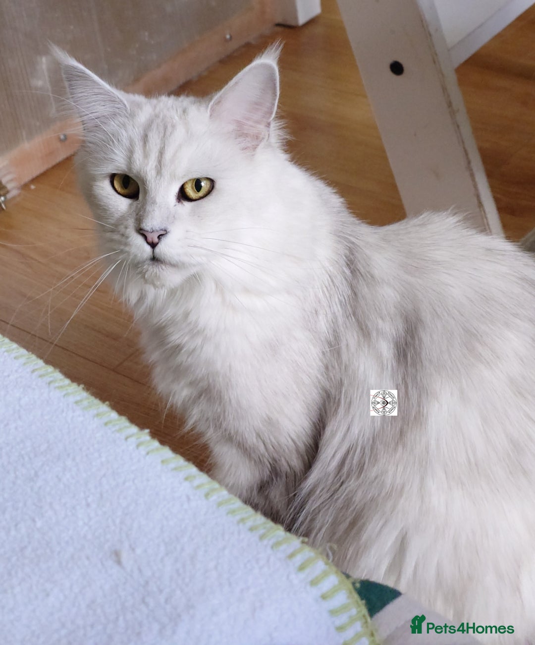 Maine Coon cats for sale: Beautiful NEUTERED girl XXL - Image 2