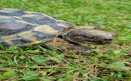 Hermann Tortoise reptiles for sale: Meet Speedy. 10 years male Hermann Tortoise  - Image 3