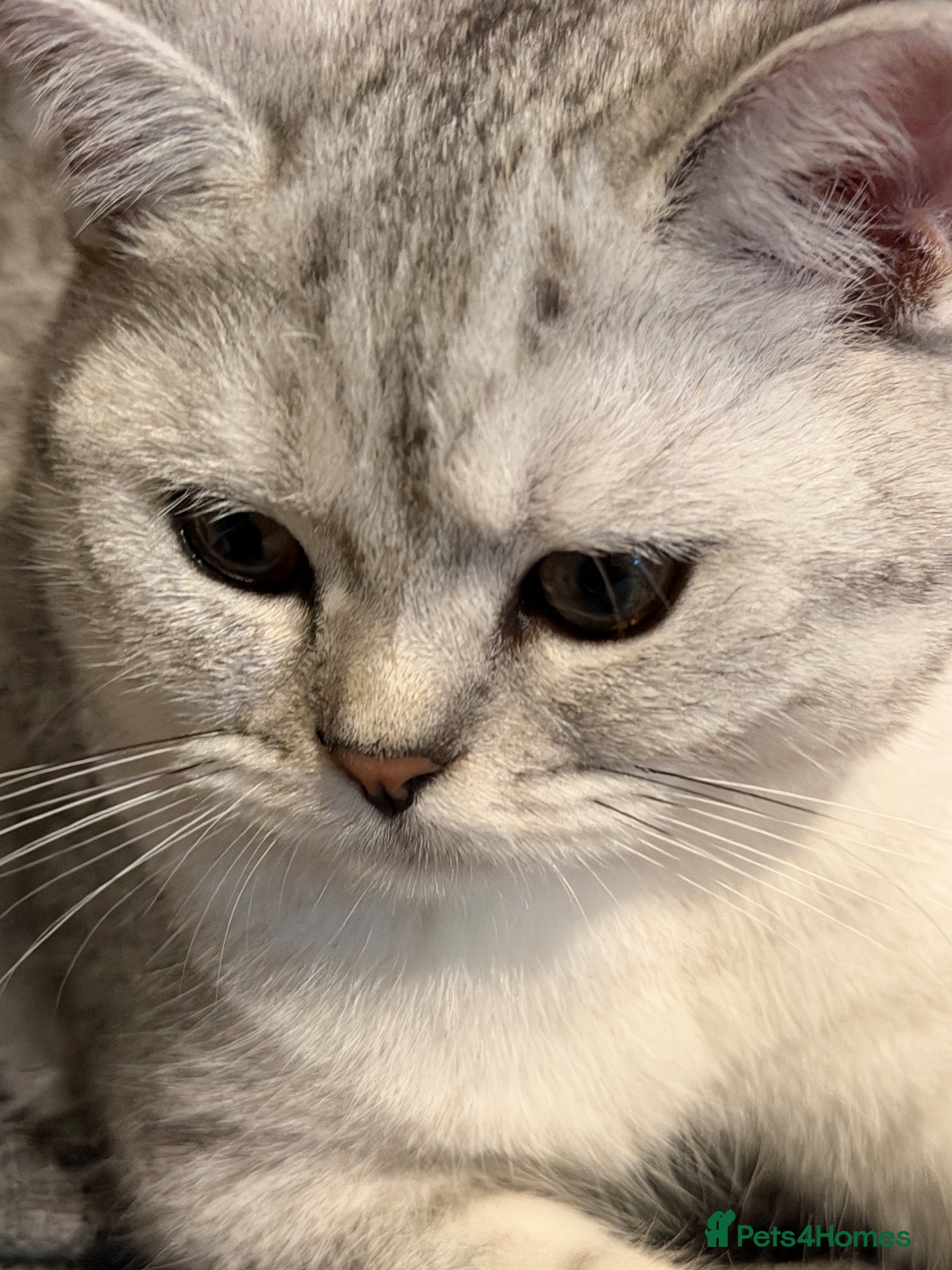 British Shorthair cats *Ready* 2 White & Grey British Short Hair Kittens  - Advert 2