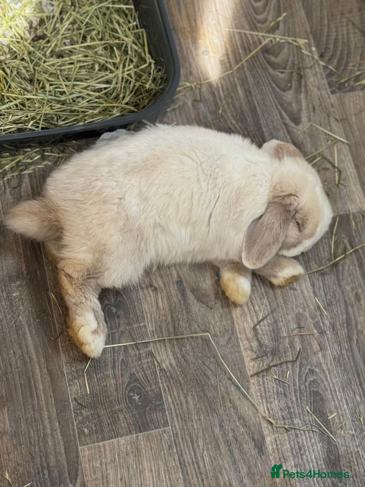 Mini Lop rabbits Beautiful blue eyed buck  - Advert 1