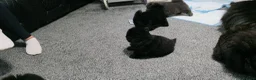Chow Chow dogs for sale: Only 3 avalable (5 generation Chow chow) puppys - Advert 16