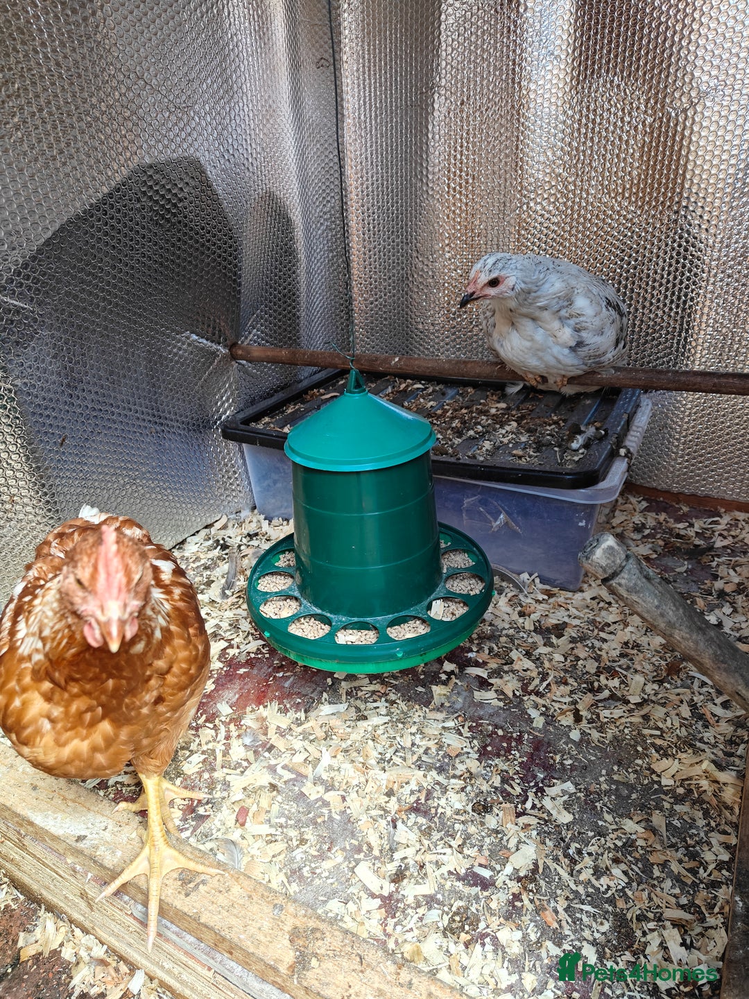 Chickens poultry for sale: Chickens for sale 10 weeks old - Image 2