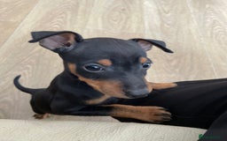 Miniature Pinscher dogs for sale: Beautiful miniature pinscher puppies  in Liverpool - Image 6
