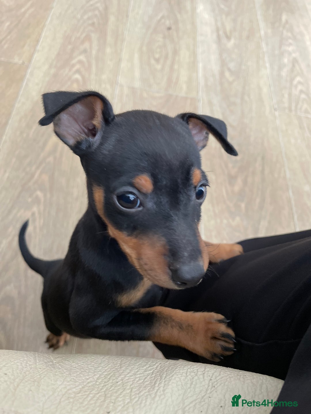 Miniature Pinscher dogs for sale: Beautiful miniature pinscher puppies  in Liverpool - Image 6