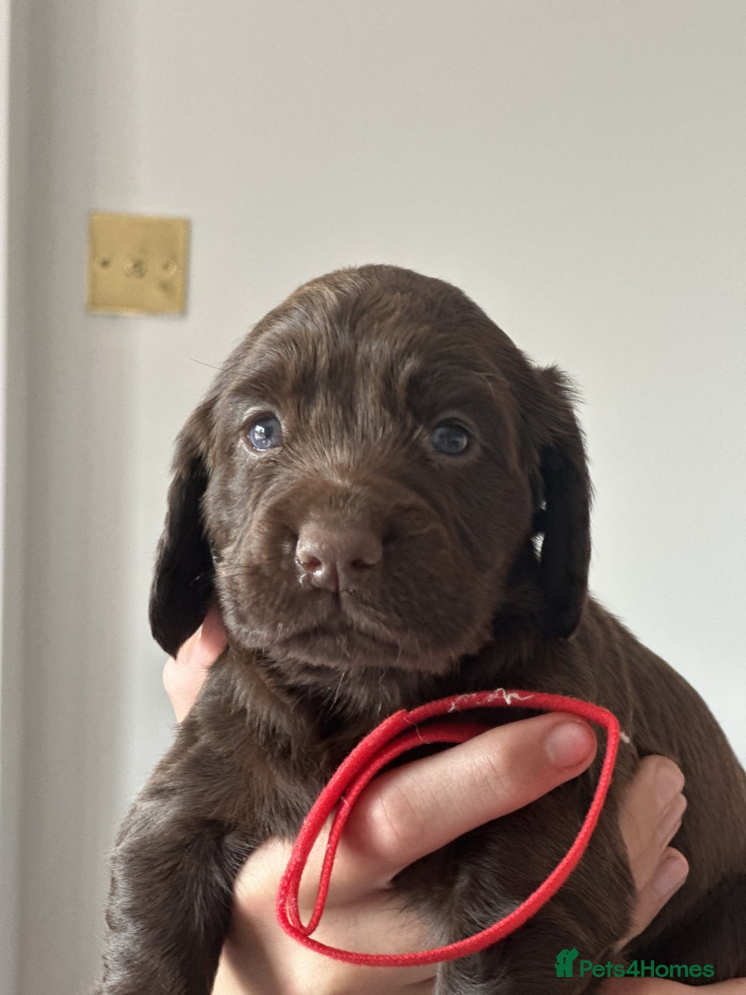 Cocker Spaniel dogs for sale: KC Pedigree Working Cocker Spaniel Puppies - Image 6