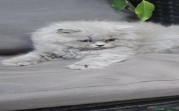 British Longhair cats for sale: GCCF  Show Quality Champion! - Image 14