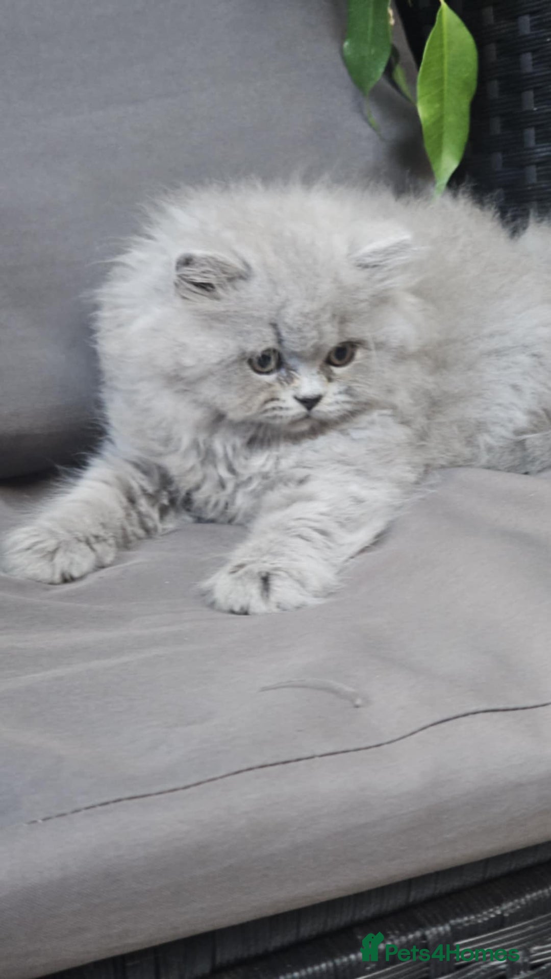 British Longhair cats for sale: GCCF  Show Quality Champion! - Image 14