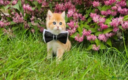 Scottish Fold cats for sale: READY NOW - TICA - SCOTTISH FOLD and STRAIGHT. - Image 15