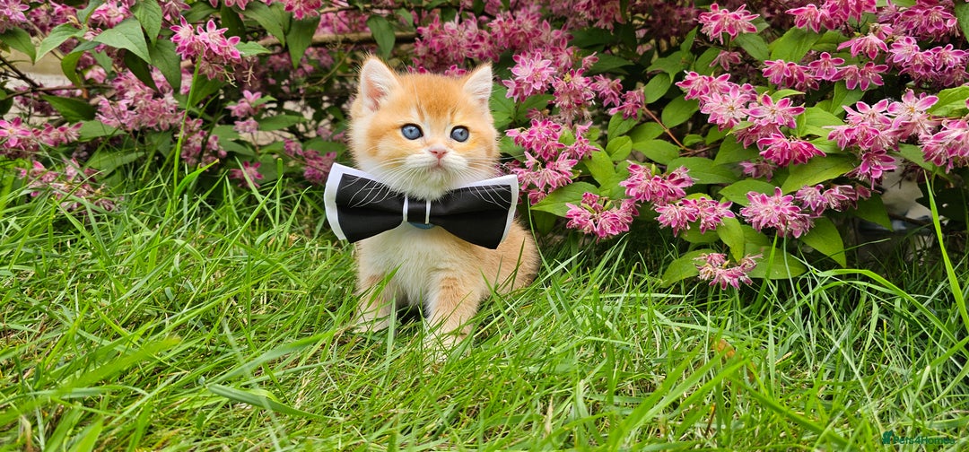 Scottish Fold cats for sale: READY NOW - TICA - SCOTTISH FOLD and STRAIGHT. - Image 15