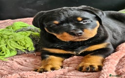 Rottweiler dogs for sale: Pure breed Rottweiler  - Image 38