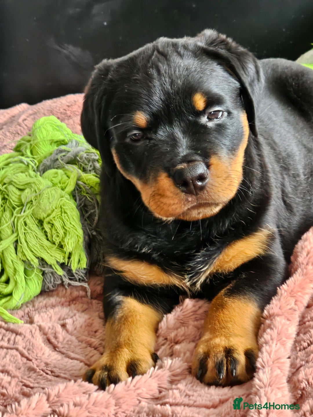 Rottweiler dogs for sale: Pure breed Rottweiler  - Image 38