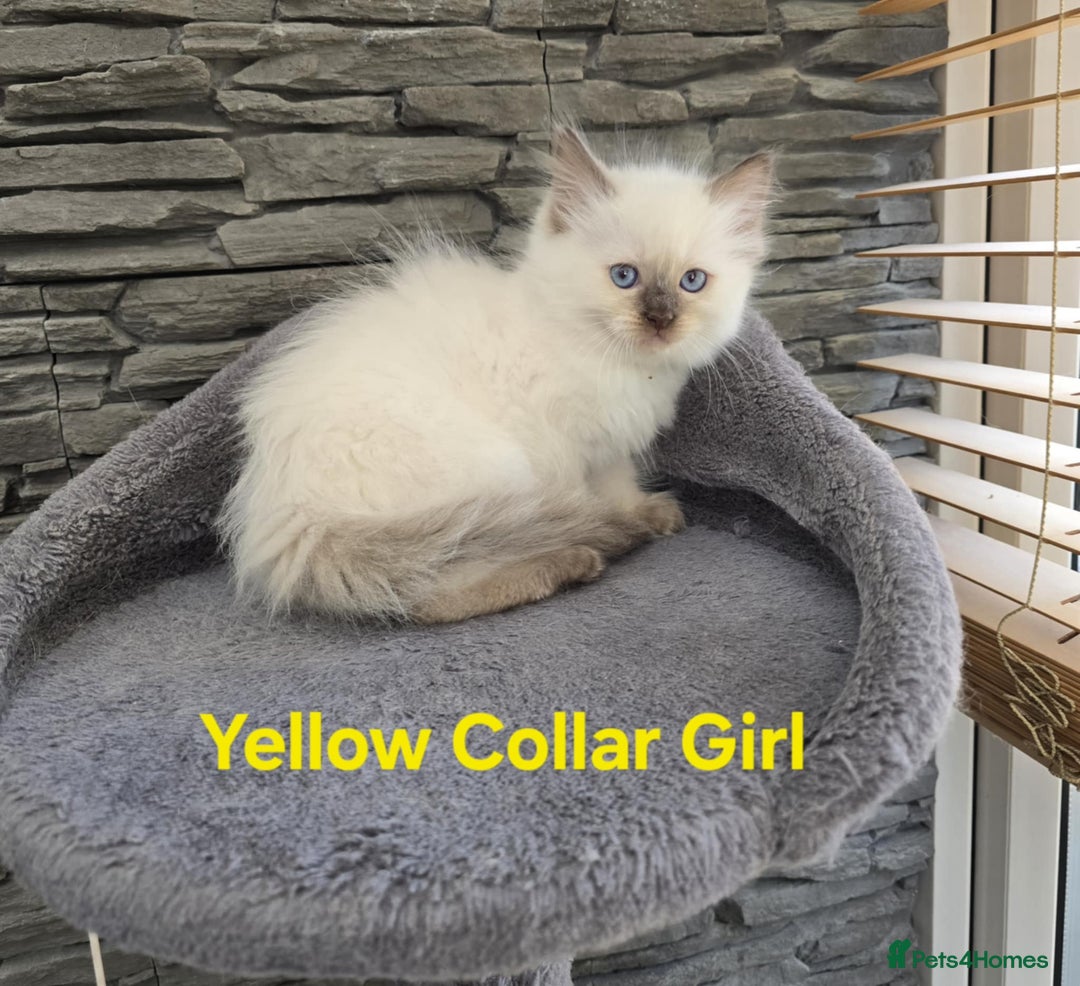 Ragdoll cats for sale: Beautiful ragdoll kittens - Image 34