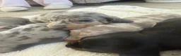 Dachshund dogs for sale: Standard Dachshund Puppies - Advert 20