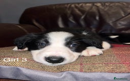 Border Collie dogs for sale: Border Collie Pups - Advert 4