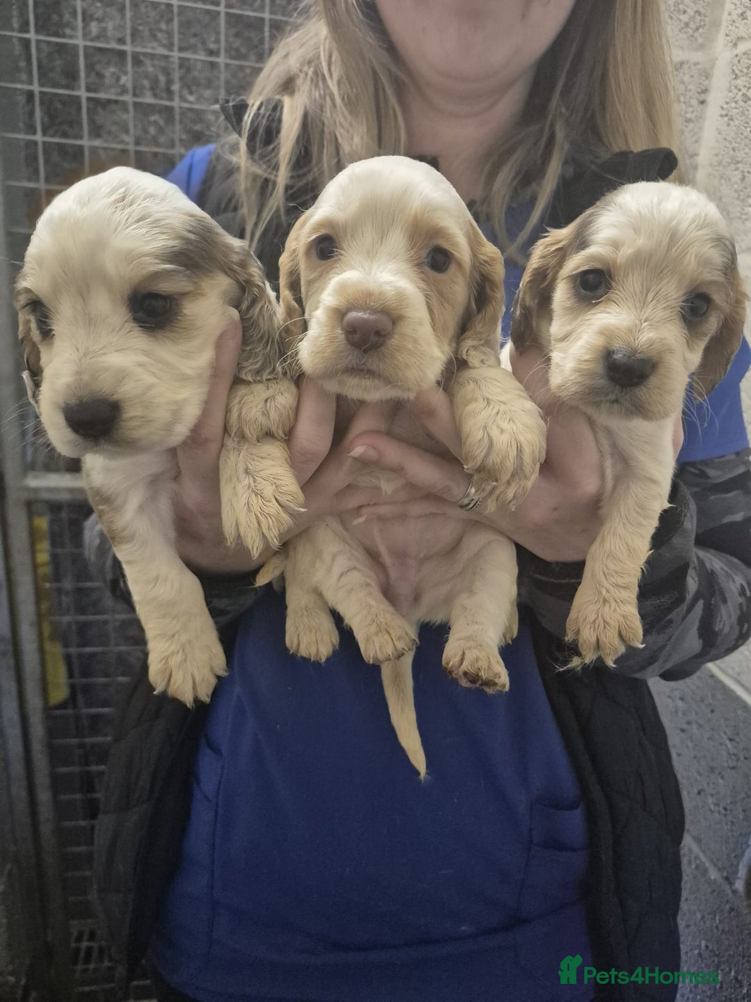 Cocker Spaniel dogs for sale: Cocker Spaniel Puppies - Advert 2