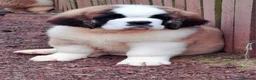 Saint Bernard dogs for sale: REDUCED Show Quality Saint Bernard's  - Advert 20