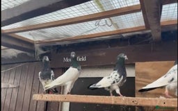 Pigeons birds for sale: Pakistani pigeons for sale  - Image 3