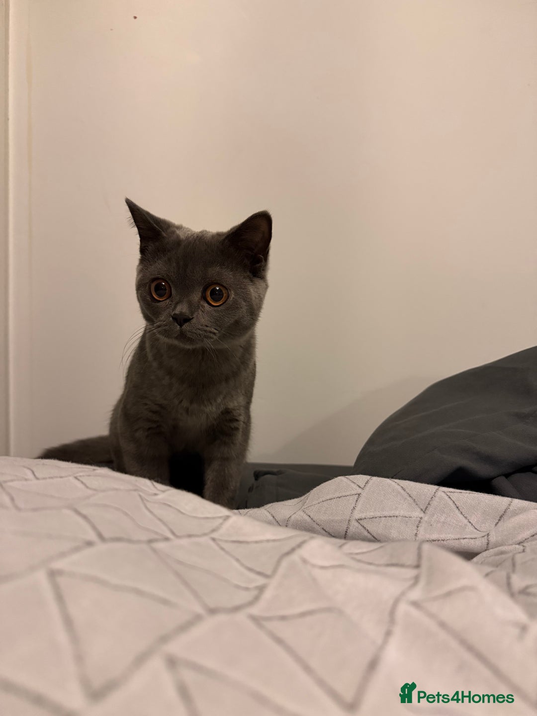 British Shorthair cats for sale: Beautiful British Shorthair  - Advert 4