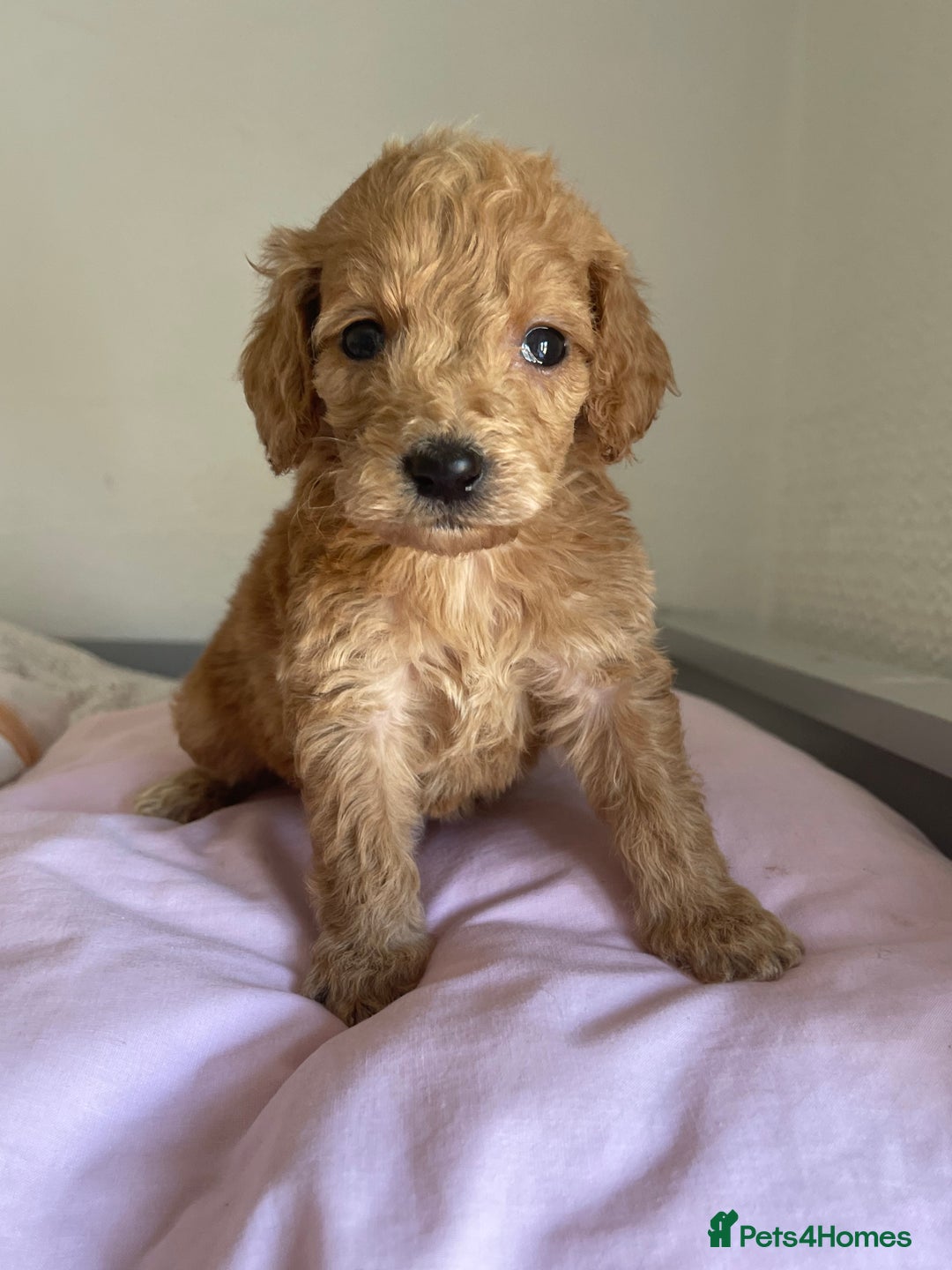 Cockapoo dogs for sale: Cockapoo puppies  - Image 14