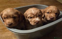Cocker Spaniel dogs for sale: Cocker spaniel puppy  - Image 5
