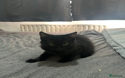 American Shorthair cats for sale: american x british shorthair  - Image 2