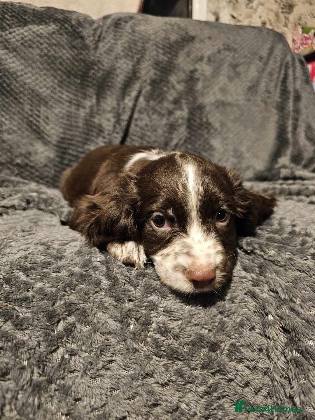 Cocker Spaniel dogs for sale: Cocker spaniels puppy's  - Advert 14